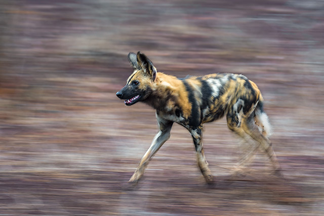 mammal, wild dog, zoogdier, wilde hond, zuid afrika, south africa, africa, afrika, wildlife, nature reserve, endangered species, bedreigde diersoort, hunting, running, panning