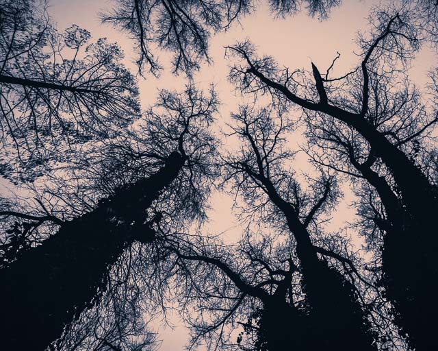 tree,boom,night,nacht,landscape,landschap,nikon,tamron 24-70 g2, mood,sfeer, dark, donker, boomtop,tree top, takken,branches, jowan iven, mysterious, mysterieus, tripod, statief, laarbeek, groene long, beek en donk, cloudy weather, bewolkt,