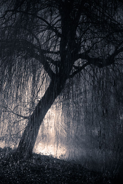 tree,boom,night,nacht,landscape,landschap,nikon,tamron 24-70 g2, mood,sfeer, dark, donker, boomtop,tree top, takken,branches, jowan iven, mysterious, mysterieus, tripod, statief, laarbeek, groene long, beek en donk, cloudy weather, bewolkt,